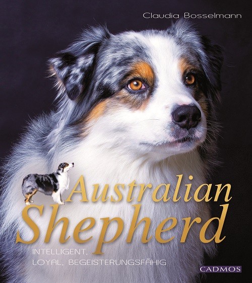 Australian Shepherd - Intelligenz - Loyal - Begeisterungsfähig